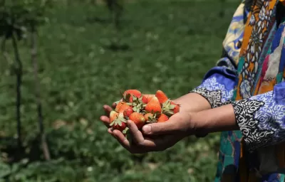 6 فواكه يمكنك تناولها عند الرغبة الشديدة في السكر